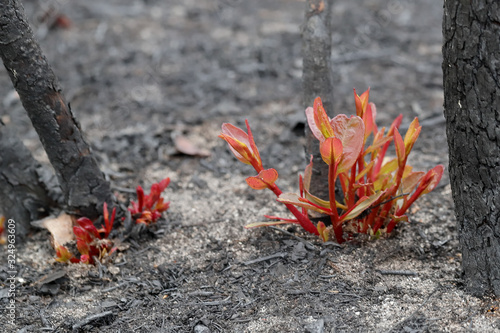 Photos Re growth of  plants after Australian bushfire