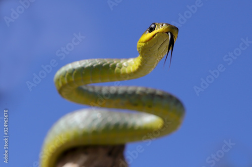 Common Tree Snake with tongue flickering © Ken Griffiths