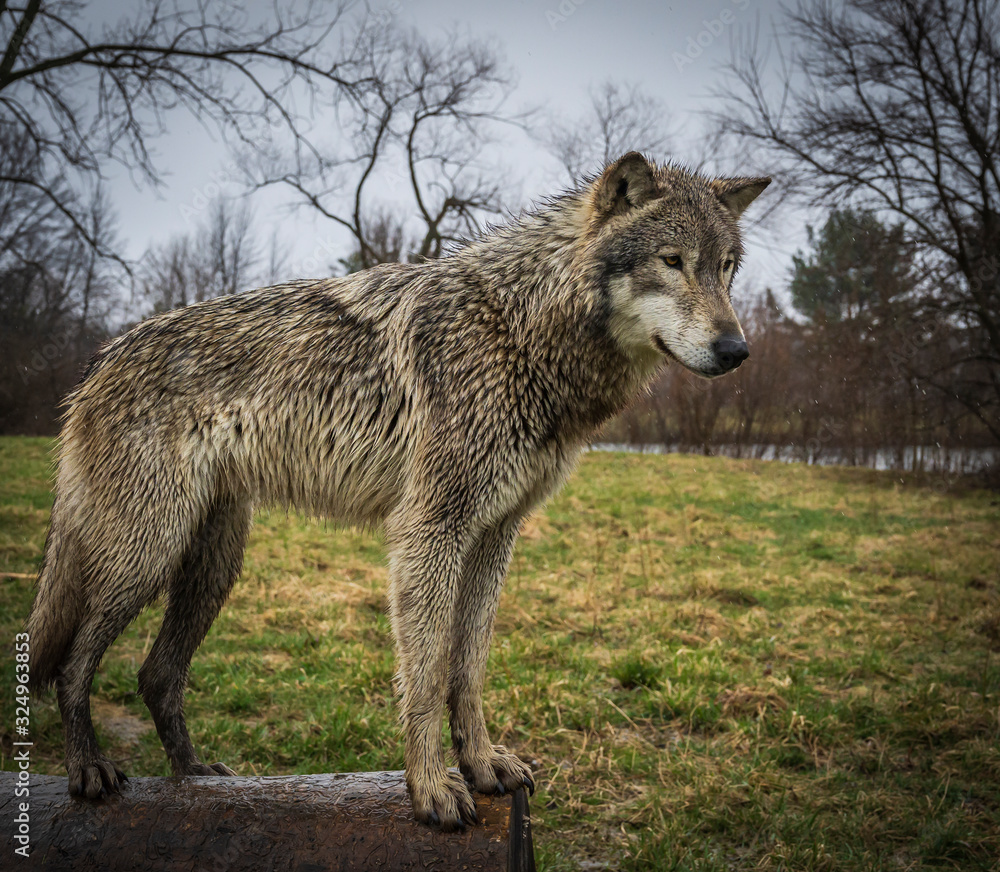 Single wolf photo in the Midwest