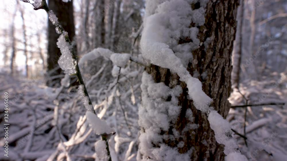 tight shot with snow on tree trunk tight shot with snow on tree trunk