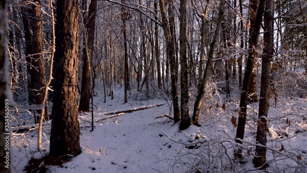 wide shot of snowy forest