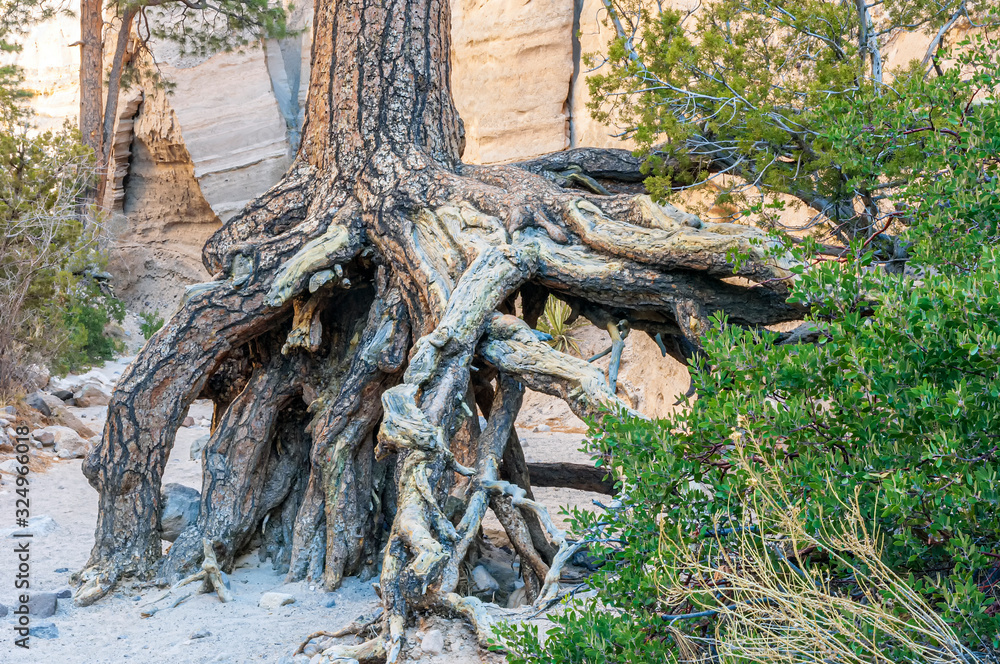 Ponderosa Pine Roots Pinus ponderosa Stock Photo Adobe Stock