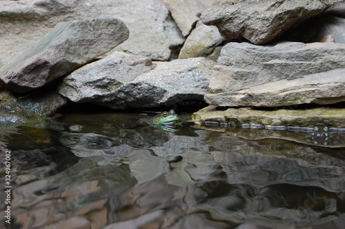Frog under rocks