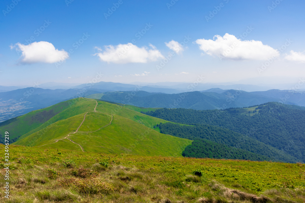 Fototapeta premium green rolling hills of mountain ridge borzhava. grassy alpine meadows beneath a blue sky with some clouds. beautiful summer landscape of carpathian highlands. sunny weather