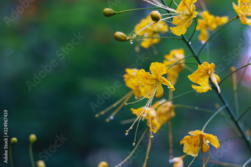 Closed up yellow flowers with green background