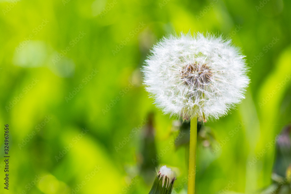 Fototapeta premium white fluffy dandelion in the tall green grass. wonderful nature background