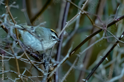 Kinglet