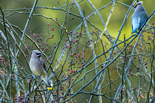 Cedar Waxwing