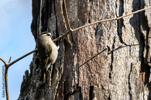 Kinglet