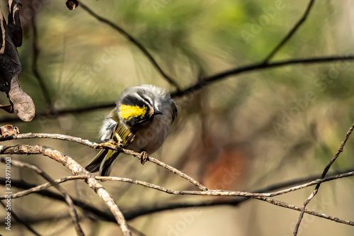 Kinglet