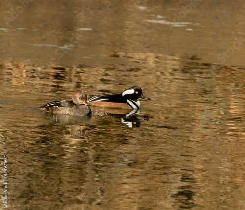 Hooded Merganser