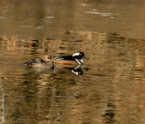 Hooded Merganser