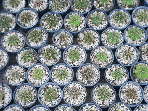 Various types of cactus in pots.