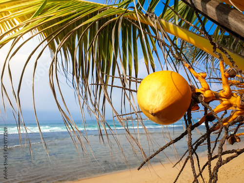 Macro image of ripe yellow coconut hanging on hte palm tree against ocean beach photo