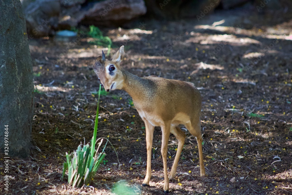 small deer small deer