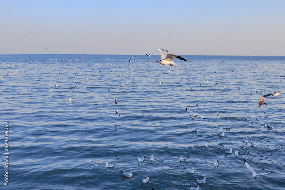Naklejka premium Seagulls bird flying over the sea with beautiful sunset on evening twilight sky landscape background