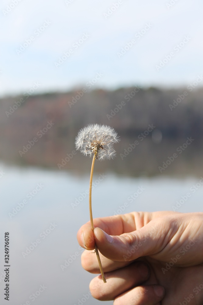 Fototapeta premium dandelion in hand