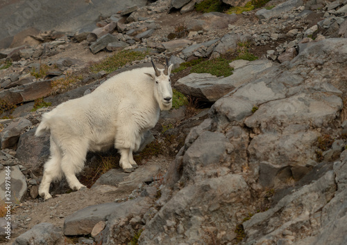 Bushy Mountain Goat Walks Over Rocky Ground