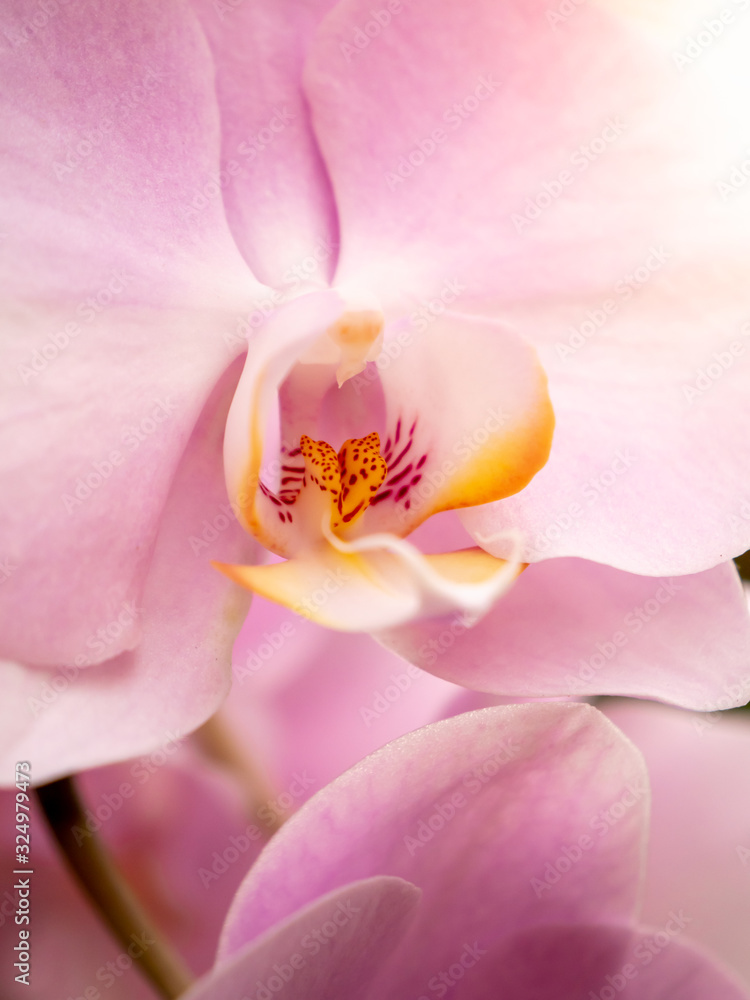 Macro image of beautiful blossoming pink orchid flower
