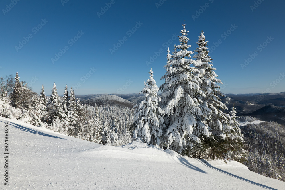 Sunny winter day on snowy hill with forest
