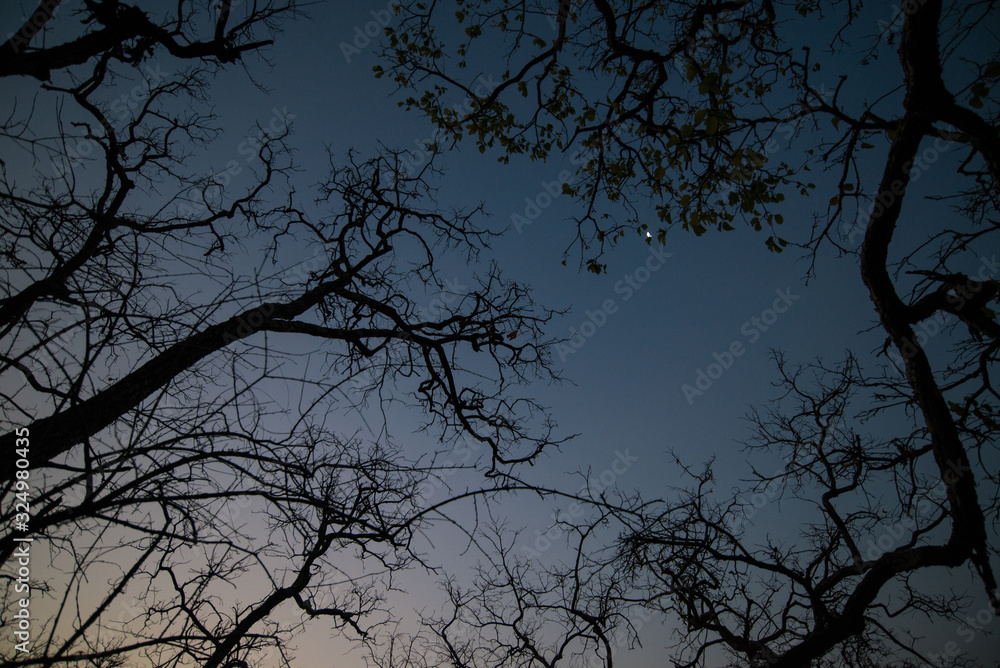 Forest in the dark, Silhouette of trees before sunrise.