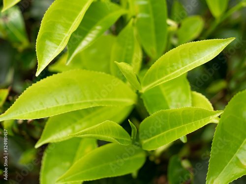 Closeup image of green tea leaves on the top of tea bush