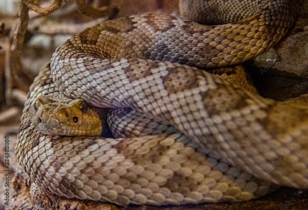 Obraz premium Diamondback Rattlesnake