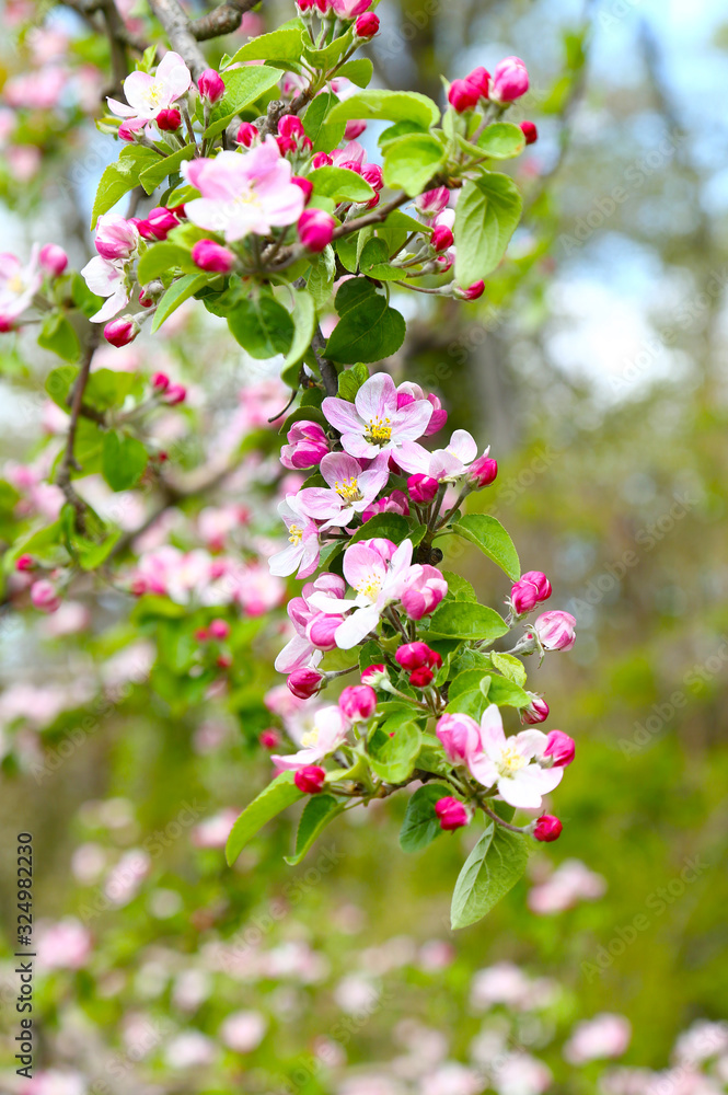 信州りんごの花