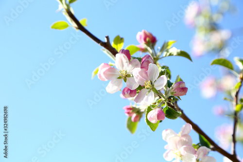 信州 リンゴの花