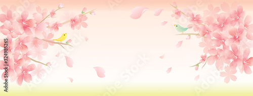 春の花　桜　spring  floral  elegant　background	