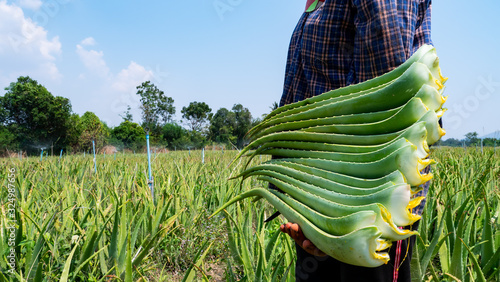 Asia farmer harvesting aloe vera in the plant