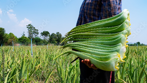 Asia farmer harvesting aloe vera in the plant