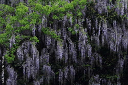 山口県　仁保　一貫野　藤