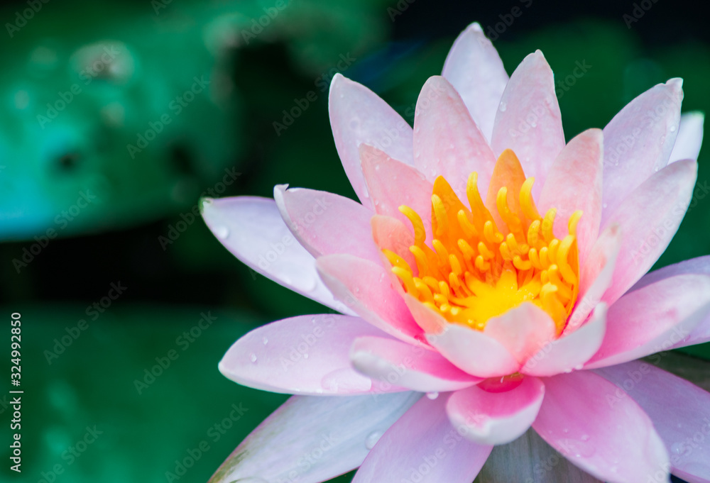 Pink lotus flower in pond with Lotus leaf Nature background. Pink lotus flower in pond with Lotus leaf Nature background.