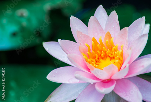 Pink lotus flower in pond with Lotus leaf Nature background.