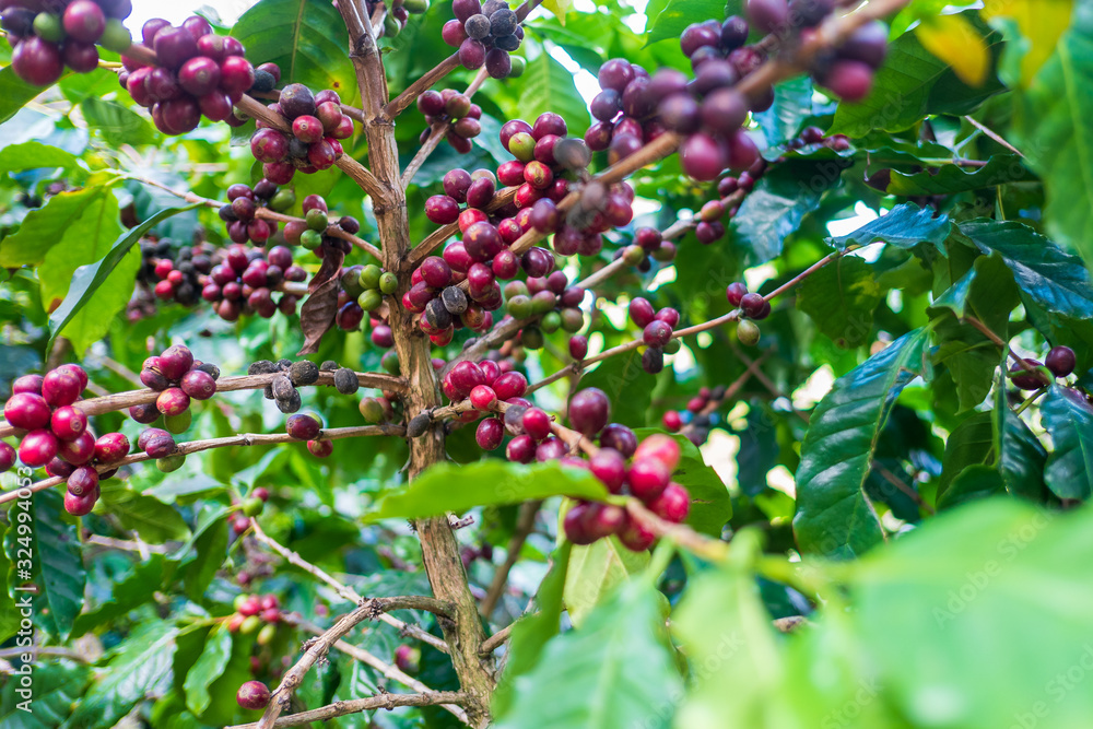 red berries on a branch