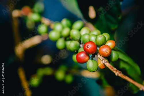 Arabicas Coffee Tree on Coffee tree at Doi Chaang in Thailand, Coffee bean Single origin words class specialty.vintage nature background, photo