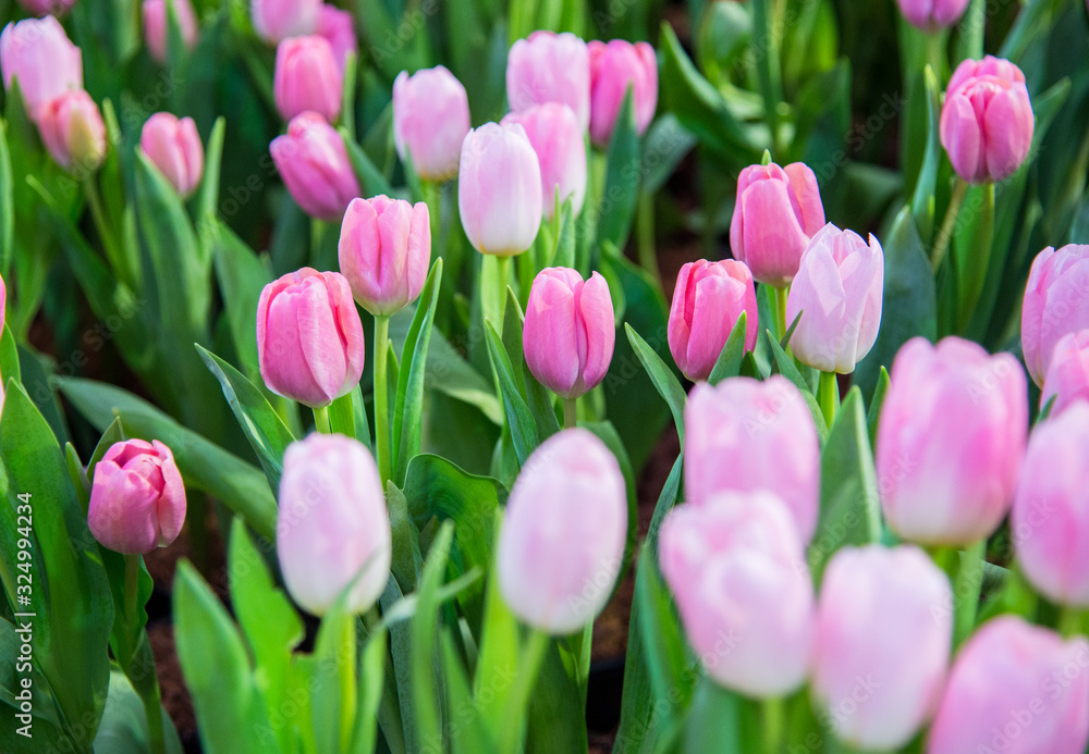 pink and white tulips pink and white tulips