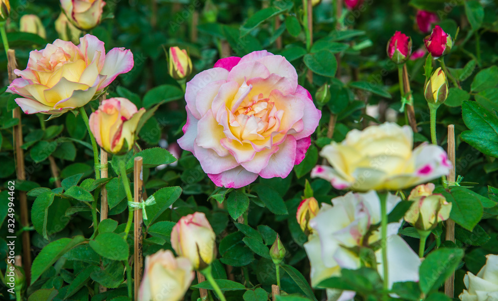 pink and white rose in the garden pink and white rose in the garden