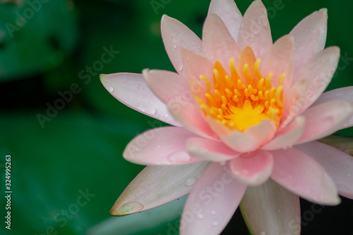 Beautiful Lotus flower with lotus leaf  in pond