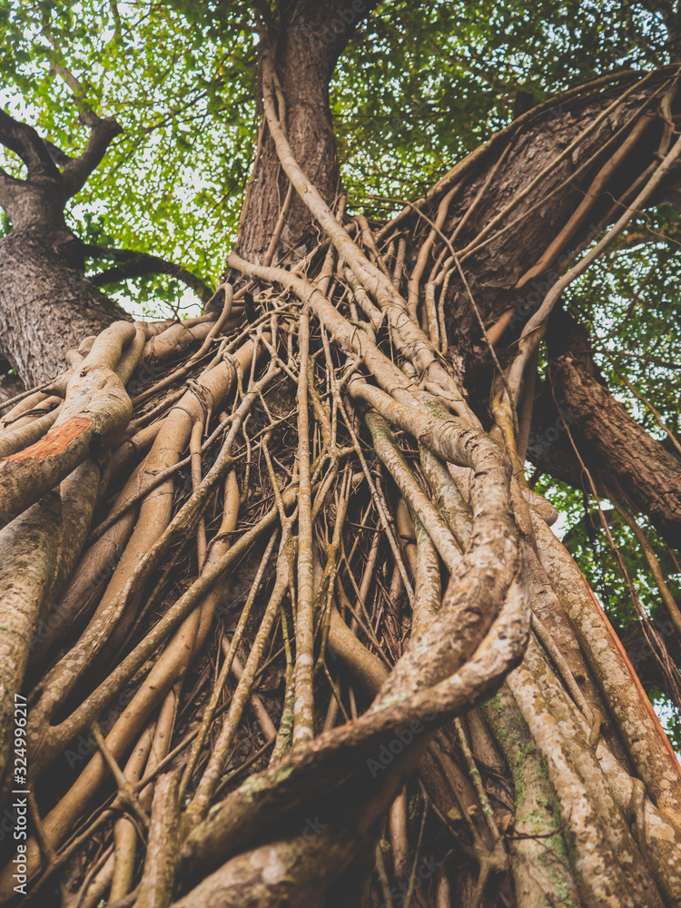 Closeup toned photo of vines weaving old tree in tropical rainforest Closeup toned photo of vines weaving old tree in tropical rainforest