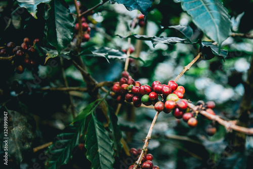 Arabicas Coffee Tree on Coffee tree at Doi Chaang in Thailand, Coffee bean Single origin words class specialty.vintage nature background, photo