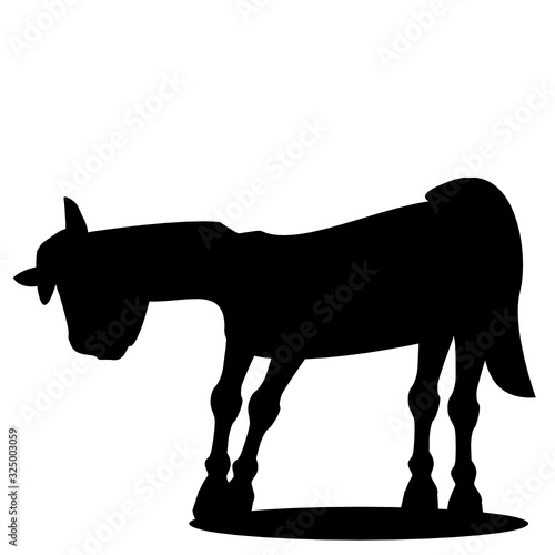 Pony