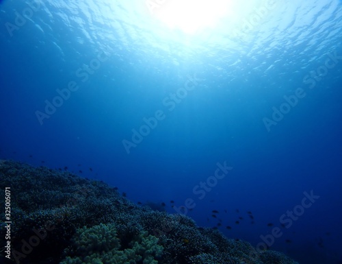 Underwater view at coral reef in Siquijor island