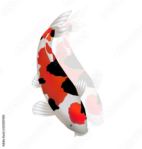 鯉　魚　日本　アイコン