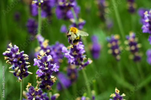 Fototapeta Naklejka Na Ścianę i Meble -  Closeup image of violet lavender flowers in the field in sunny day.