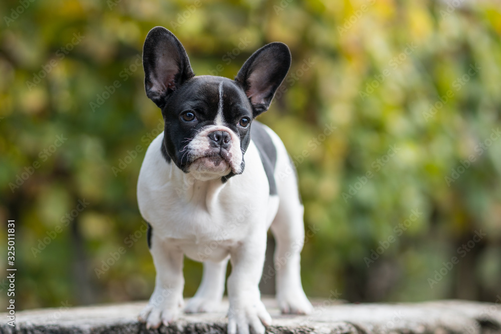 young french bulldog