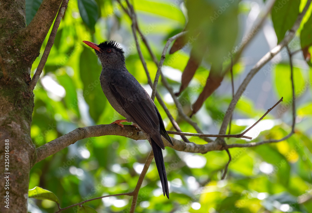 Black Bulbul in Sinharaja Rain Forest in Sri Lanka Black Bulbul in Sinharaja Rain Forest in Sri Lanka