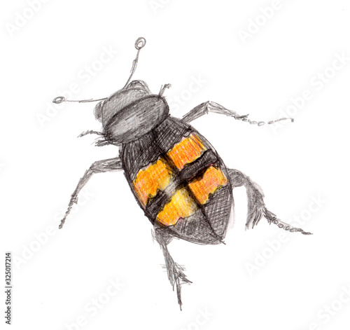 Black and yellow beetle drawn with colored pencils. Isolated Nicrophorus on a white background. Bug with stripes. Hand-drawn illustration. photo