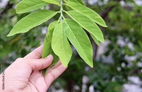 Hand Taking Care of Custard Apple Leaves photo